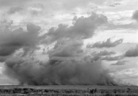 Sugar Cane